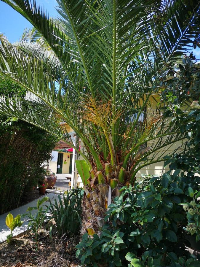 Pickled Parrot - Boutique Hostel Paihia Exterior foto
